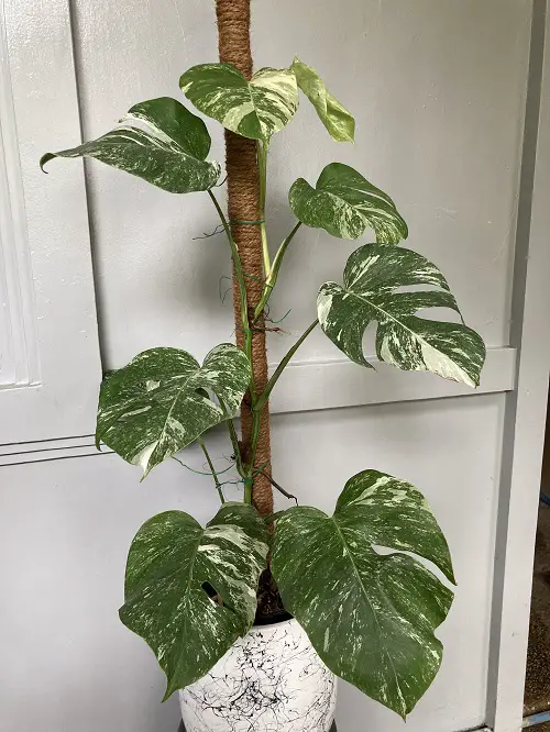 top Best Monstera Albo Varieties