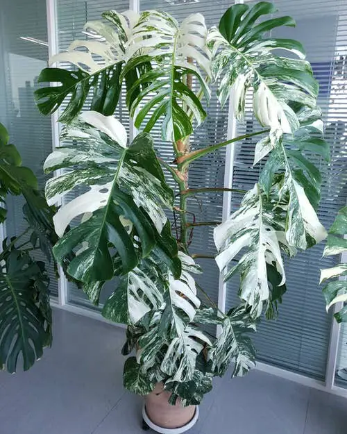 Best Monstera Albo Varieties