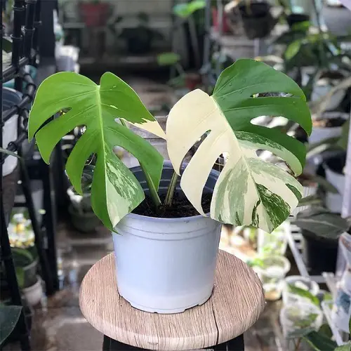 Best Monstera Albo Varieties