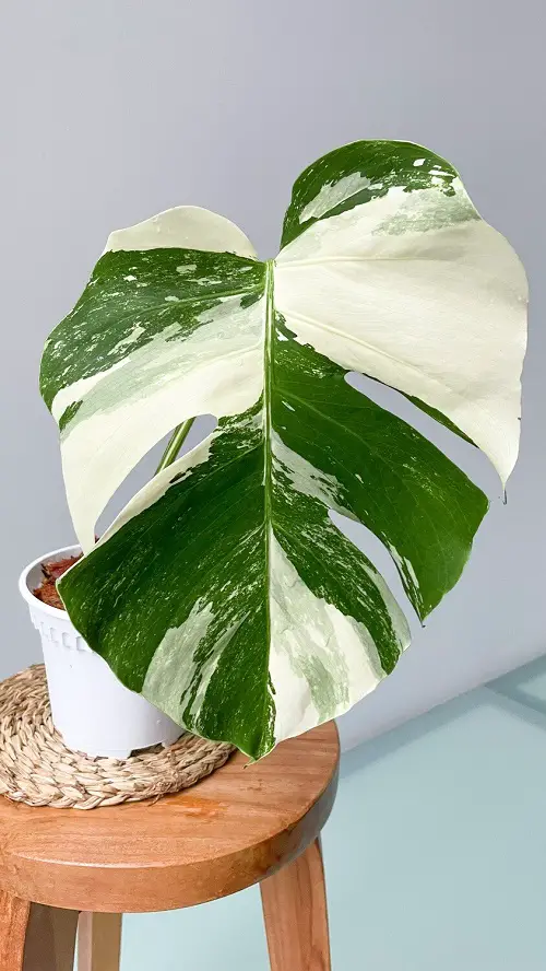beautiful Monstera Albo Varieties