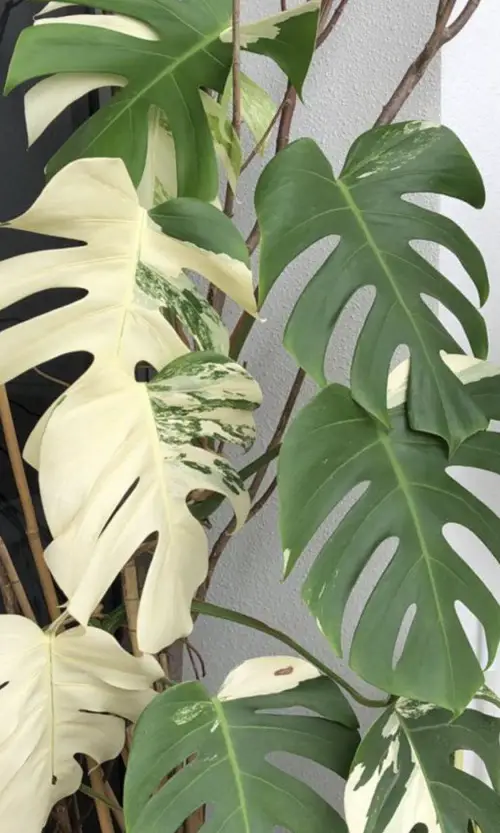 Best Monstera Albo Varieties for indoor