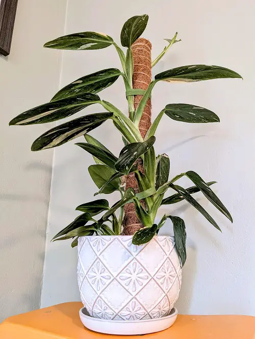 Top Monstera Albo Types