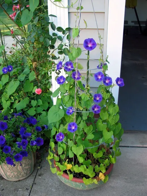 Purple and Yellow Flowers in pot near door 