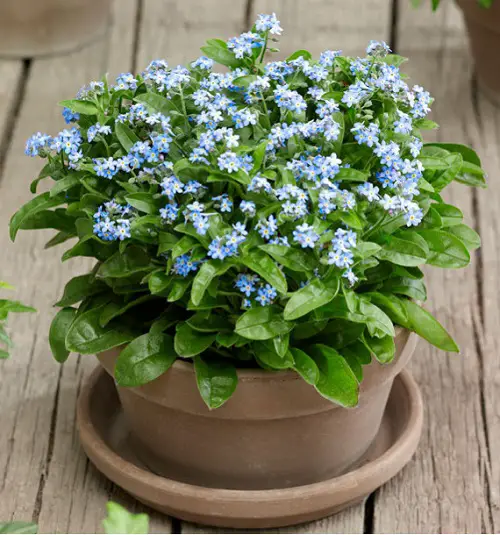 top Popular Flower Meanings