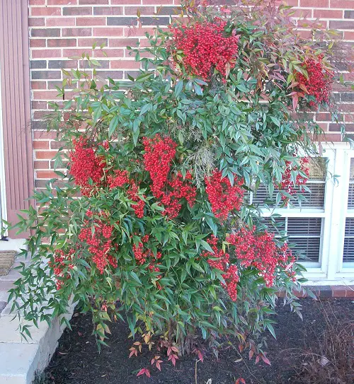 Magnificent Bushes and Shrubs with Red Berries