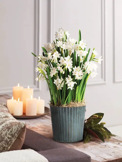 Amazing Flowers You Can Grow All Winter Long Indoors