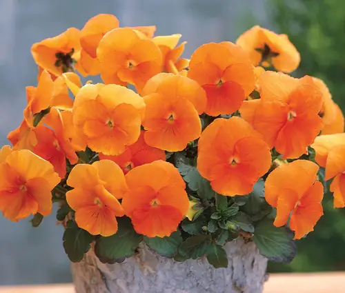 lovely Most Pansy Varieties