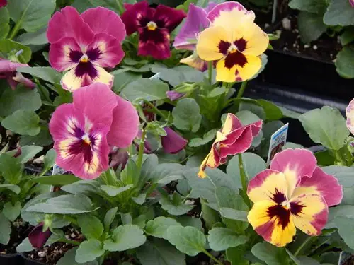 Beautiful Pansy Varieties