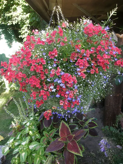 Plants for Basket Hangings
