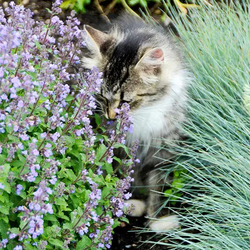 top Cat Friendly Indoor Plants 