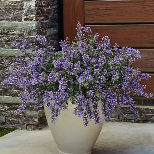 Perennial Flowers That Bloom From Spring to Fall Continuously
