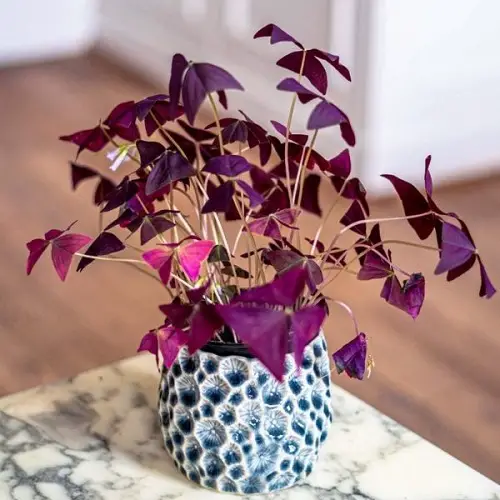 best Flowers You Can Grow All Winter Long Indoors 
