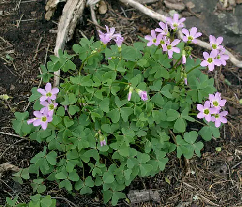 beautiful Weeds with Purple Flowers