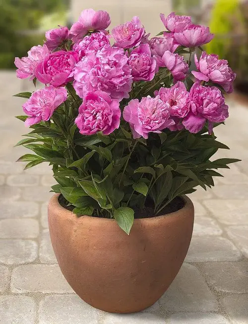 peony Popular Flower Meanings