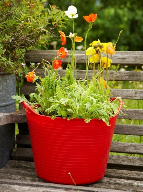 Plants that Resistant to Drought 2