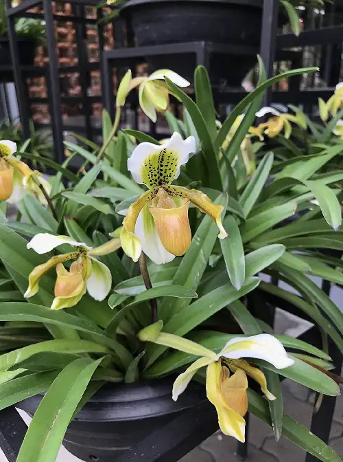 Best Varieties of Paphiopedilum Orchids