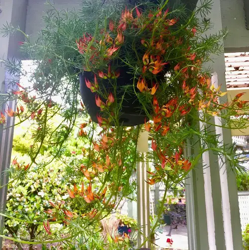 best Designs of Plants for Hanging Baskets