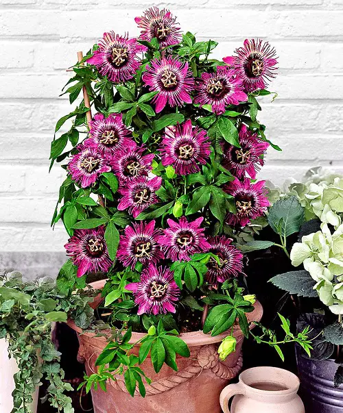 Popular Flower in pot