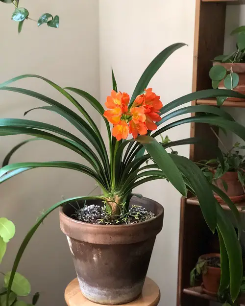 The Greatest Indoor Flowers for the Winter