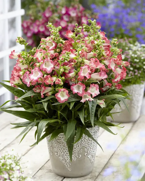 Best Flowers in a Bell Shape