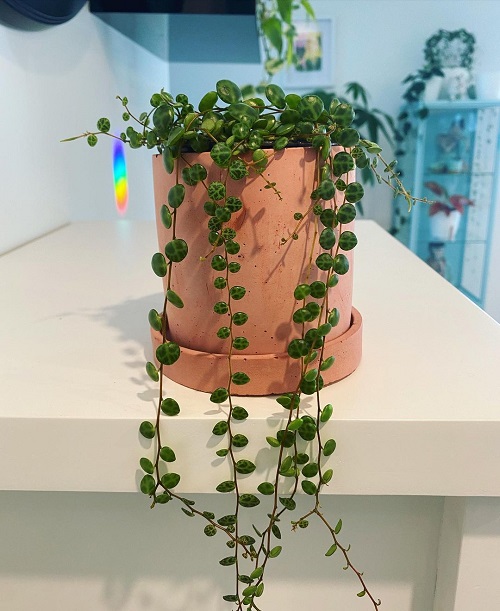 String of Turtles Plant Care and Growing Information