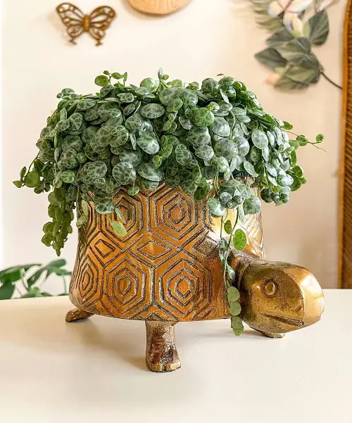 beautiful Cute Round Leaf Succulents