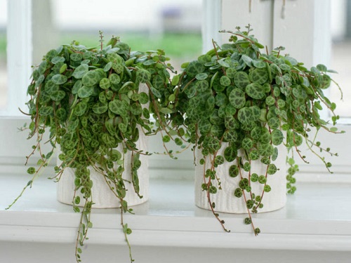 String of Turtles Plant Information
