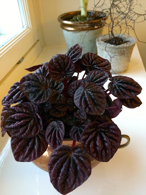 Black Indoor Plants 3