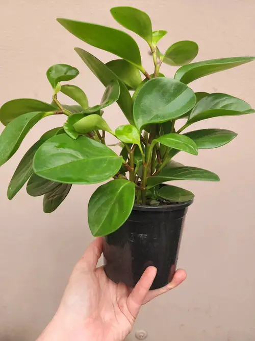 Peperomia obtusifolia Care