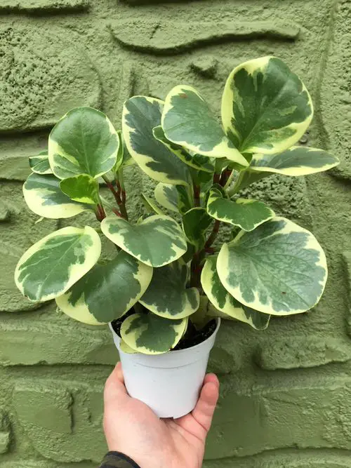Requirements for Growing Peperomia obtusifolia