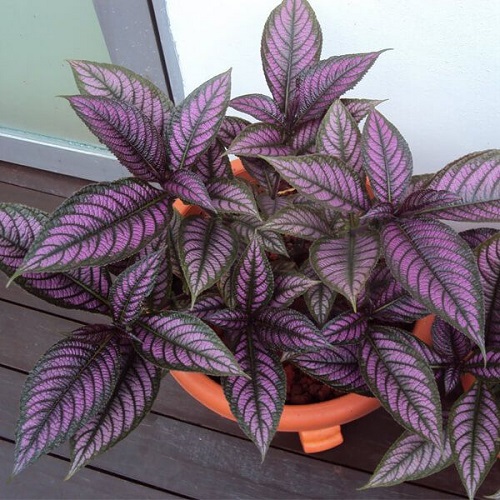 Best Purple Indoor Plants 1
