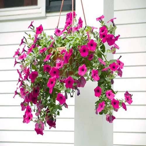 pink Trailing Flowers for Hanging Baskets