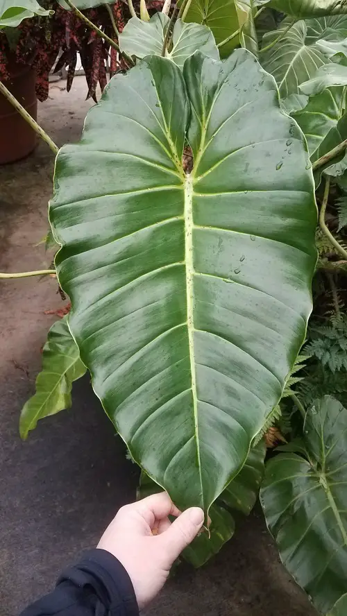Requirements for Growing Philodendron Cordatum