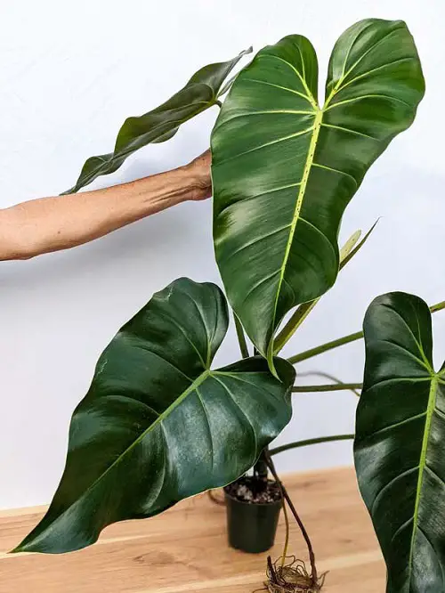 Philodendron Cordatum Care