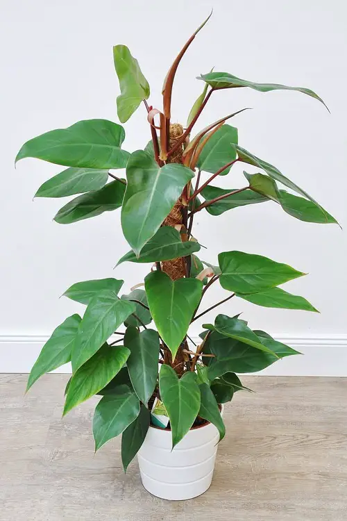 Requirements for Growing Philodendron Red Emerald