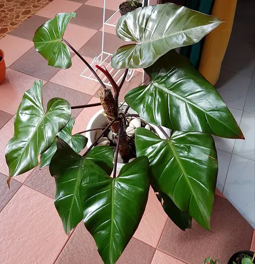 Philodendron Red Emerald Care