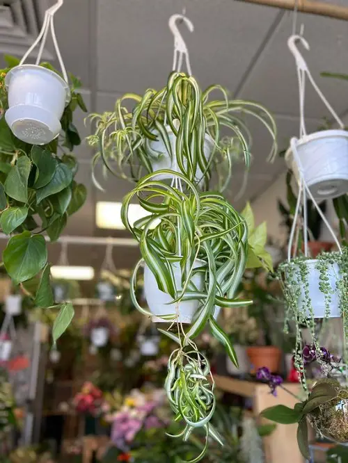 Amazing Plants For Hanging Baskets