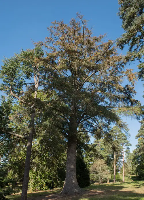 top best Trees With An S in the Beginning