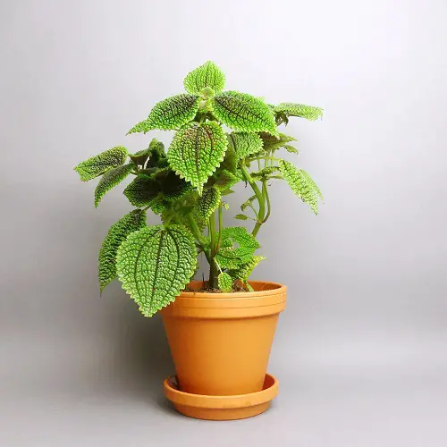 Friendship Plant Care