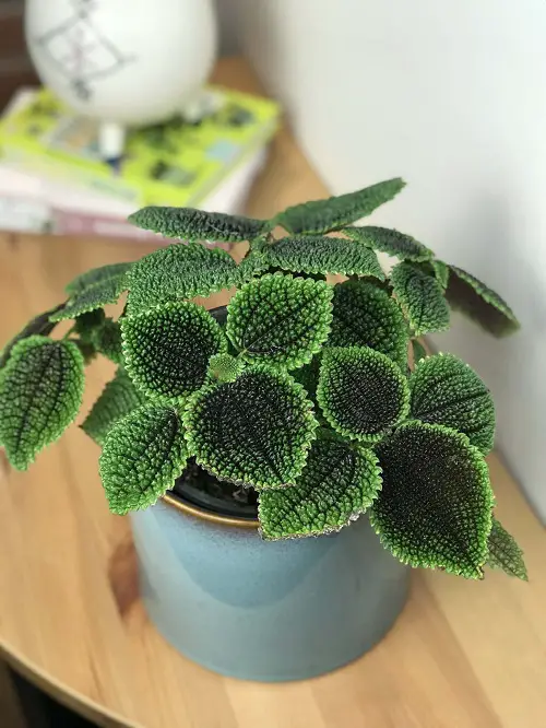 Requirements for Growing Friendship Plant