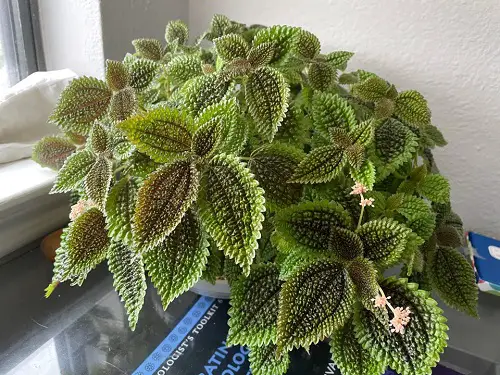 How to Grow Friendship Plant