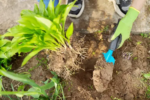 Gardening Tricks to Care for Hostas 1