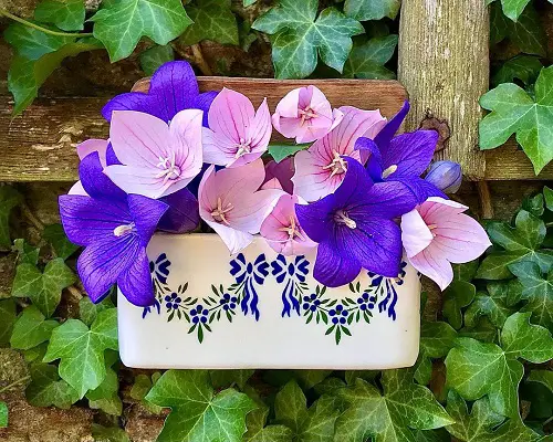 Bell-Shaped Flowers