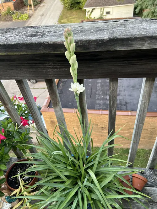 Amazing Night Blooming Fragrant Flowers with Strong Scent