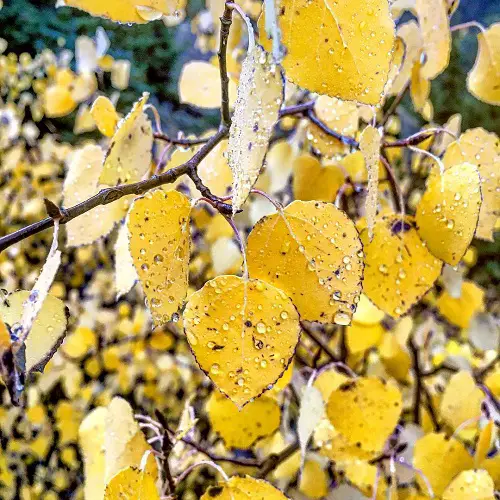 Beautiful Trees with Heart Shaped Leaves