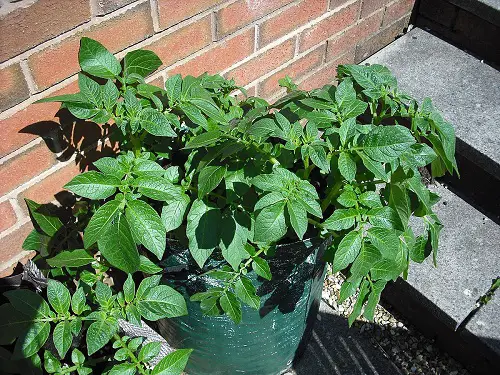 Best Nightshade Vegetables and Fruits to Grow in Pots and Garden