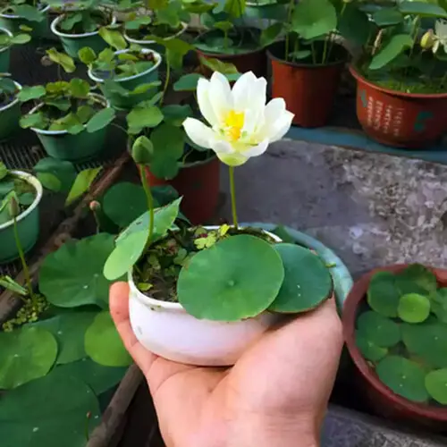 Propagating Lotus