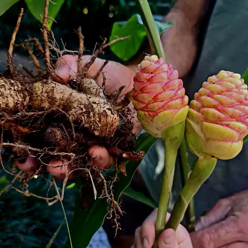 Propagating Shampoo Ginger Lily Plant