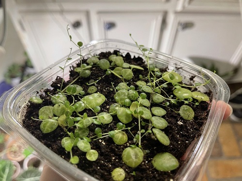 Propagating String of Turtles