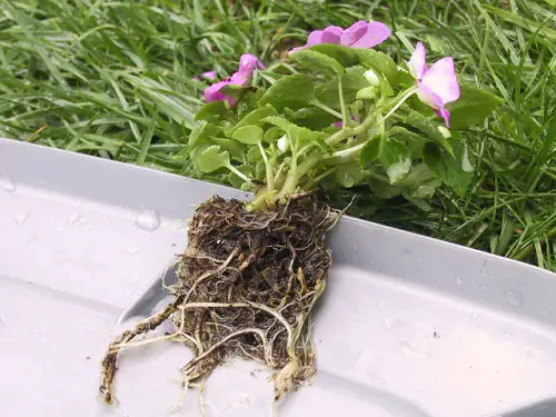Growing Sunpatiens 2